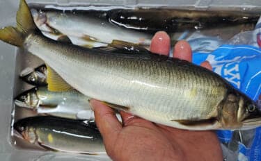 四万十川の大アユ釣りで31.6cm尺アユ登場！【高知】2日間で3尾の尺超え達成