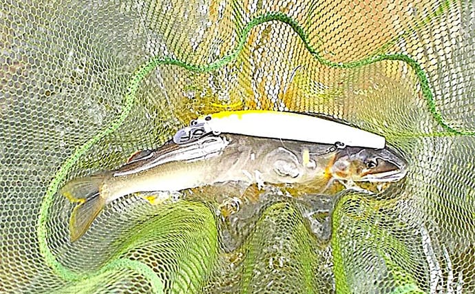 「入門しやすく釣果も得やすい!」初めての鮎ルアー釣りシーズンを振り返ってみた