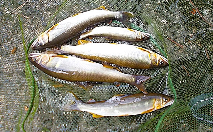 「入門しやすく釣果も得やすい!」初めての鮎ルアー釣りシーズンを振り返ってみた
