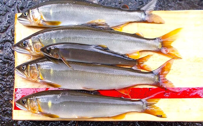 「入門しやすく釣果も得やすい!」初めての鮎ルアー釣りシーズンを振り返ってみた