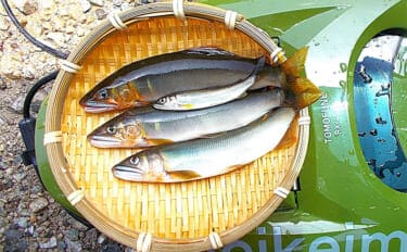 「入門しやすく釣果も得やすい!」初めての鮎ルアー釣りシーズンを振り返ってみた