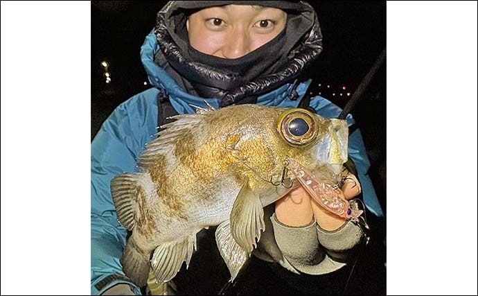周防大島でのメバリングで29cmメバルをキャッチ！【山口】プラグルアーにヒット