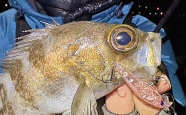 周防大島でのメバリングで29cmメバルをキャッチ！【山口】プラグルアーにヒット