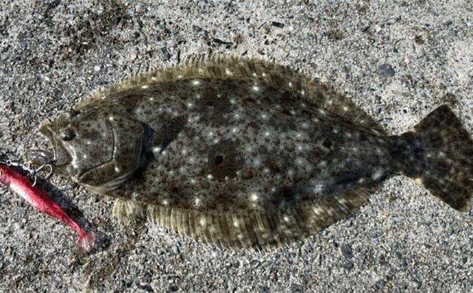 秋の陸っぱりルアーヒラメ釣りにワームがオススメな理由 実績ワーム5選も紹介