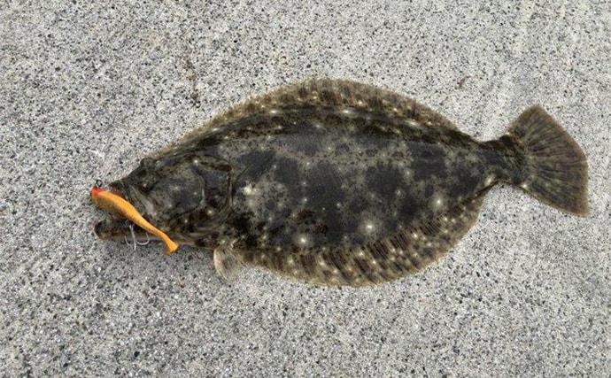 秋の陸っぱりルアーヒラメ釣りにワームがオススメな理由 実績ワーム5選も紹介