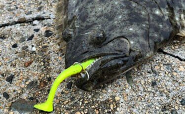 秋の陸っぱりルアーヒラメ釣りにワームがオススメな理由　実績ワーム5選も紹介