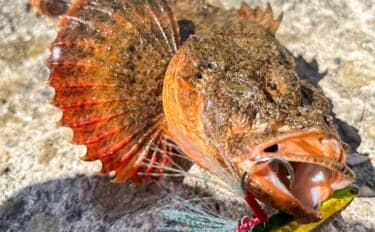 「タックル1本でエギング&ジギングに挑戦!」二刀流釣行でアオリイカ&カサゴを手中【熊本】