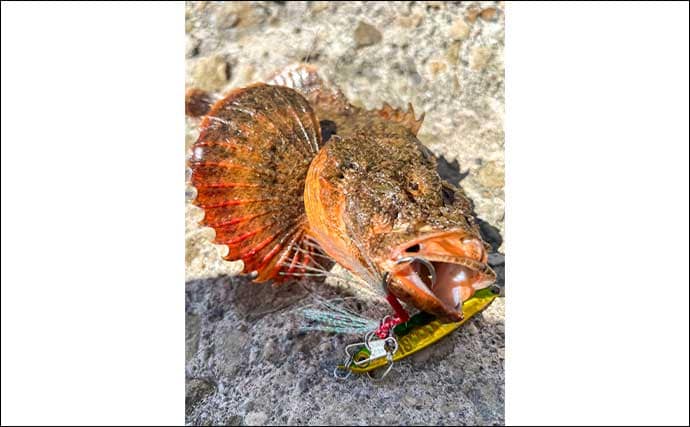 「タックル1本でエギング&ジギングに挑戦!」二刀流釣行でアオリイカ&カサゴを手中【熊本】