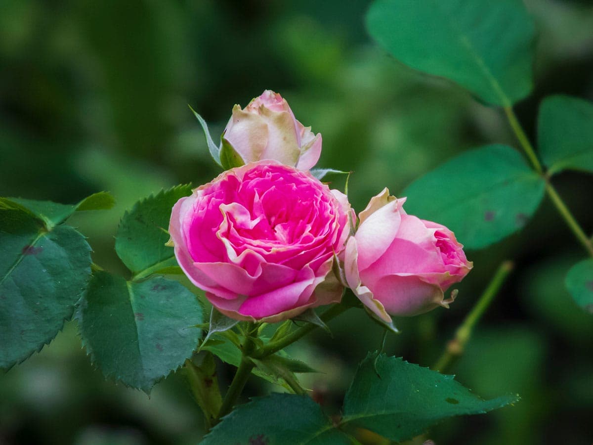 iPhone Airのカメラは何ができて何ができない？ 画質はどうなの？ 実機でガチ検証！の画像1