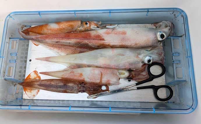 志摩沖で船ヤリイカ釣りに初挑戦【三重】プラヅノ仕掛けの扱いに大苦戦　