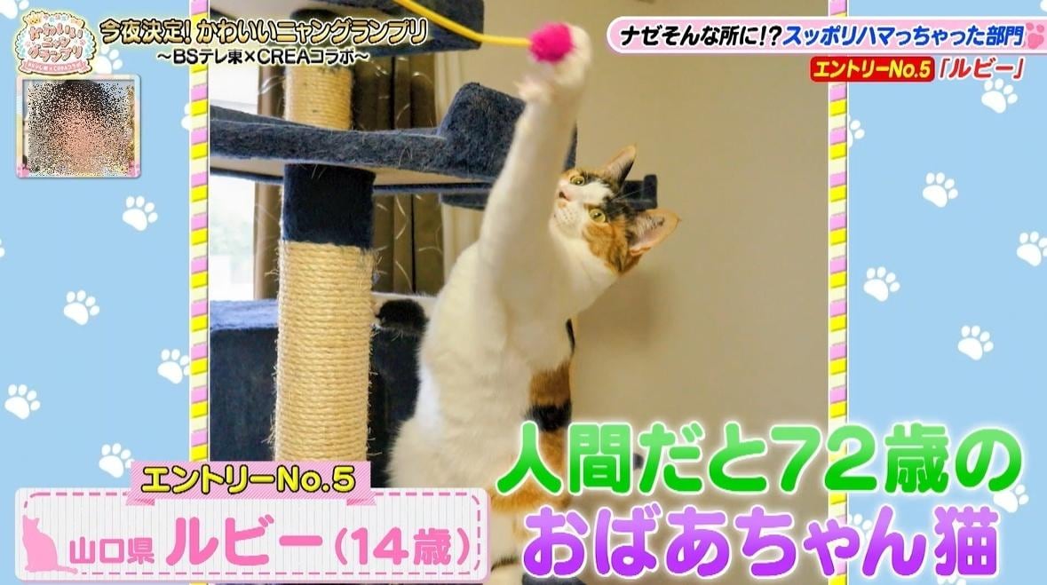 かわいい猫ちゃん集合！鉢にスッポリ、逆さに穴にハマる、お手本のような寝落ち…貴重な瞬間大放出