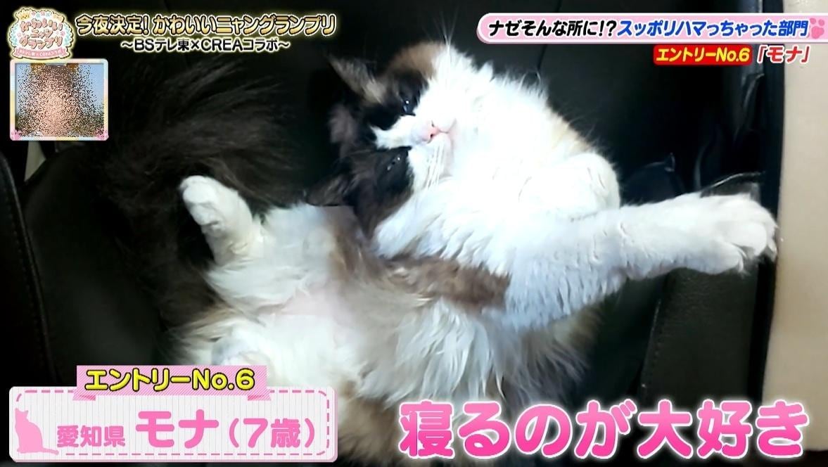 かわいい猫ちゃん集合！鉢にスッポリ、逆さに穴にハマる、お手本のような寝落ち…貴重な瞬間大放出