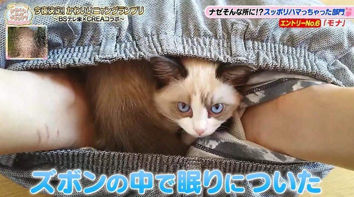 かわいい猫ちゃん集合！鉢にスッポリ、逆さに穴にハマる、お手本のような寝落ち…貴重な瞬間大放出