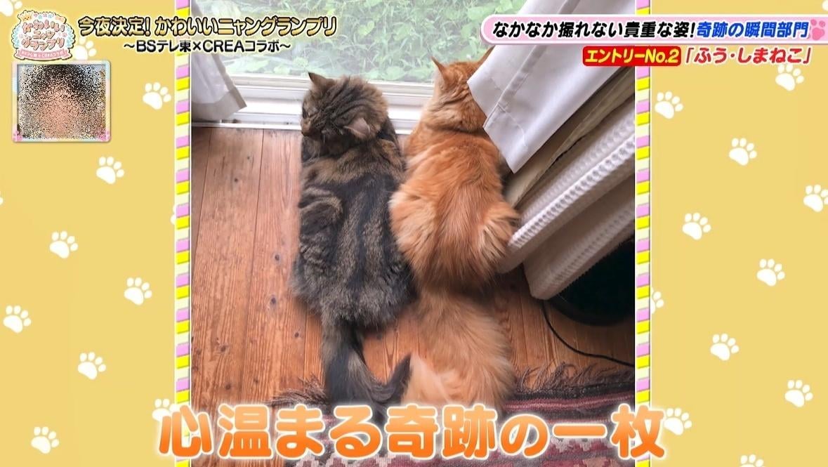 かわいい猫ちゃん集合！鉢にスッポリ、逆さに穴にハマる、お手本のような寝落ち…貴重な瞬間大放出