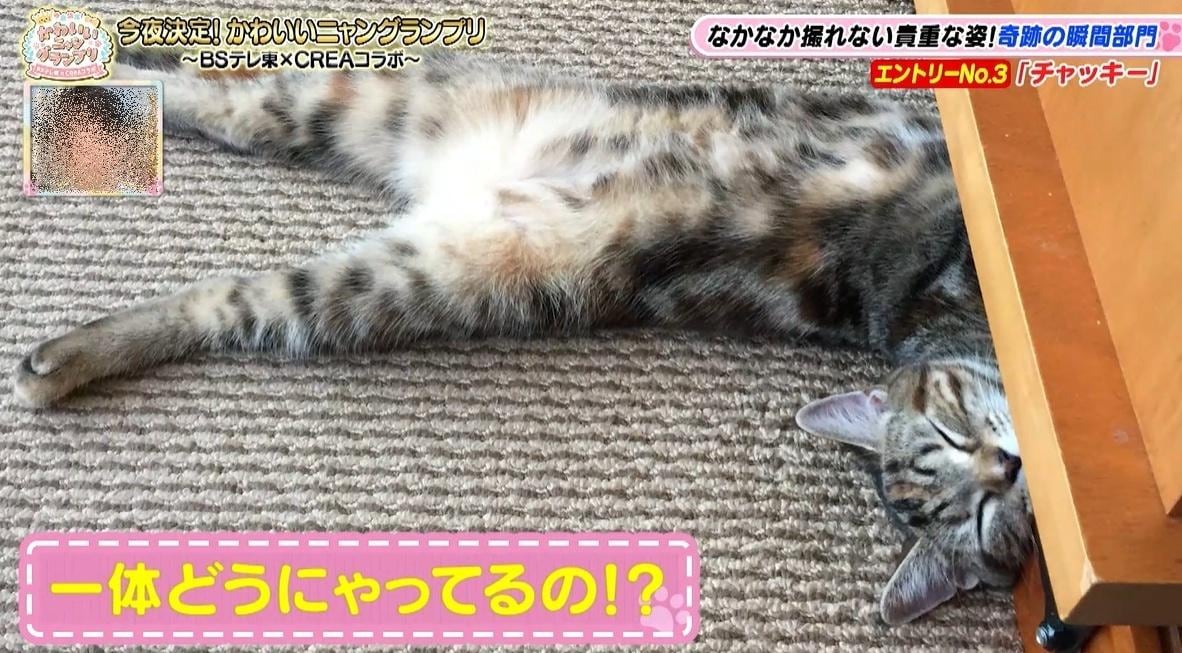 かわいい猫ちゃん集合！鉢にスッポリ、逆さに穴にハマる、お手本のような寝落ち…貴重な瞬間大放出