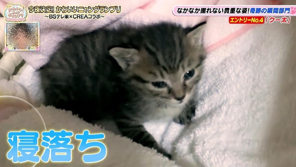 かわいい猫ちゃん集合！鉢にスッポリ、逆さに穴にハマる、お手本のような寝落ち…貴重な瞬間大放出