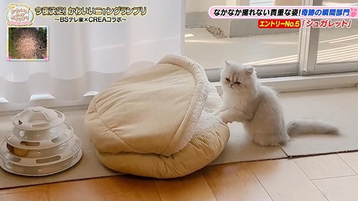 かわいい猫ちゃん集合！鉢にスッポリ、逆さに穴にハマる、お手本のような寝落ち…貴重な瞬間大放出