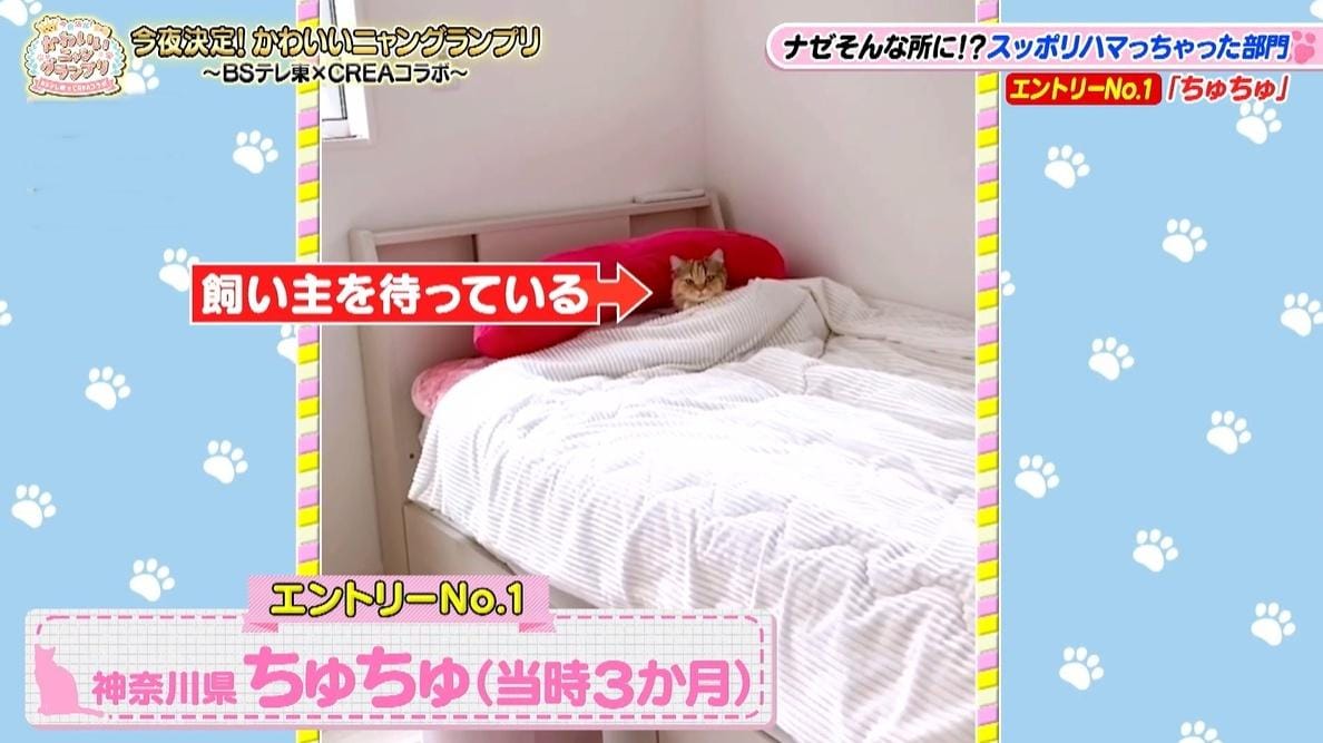 かわいい猫ちゃん集合！鉢にスッポリ、逆さに穴にハマる、お手本のような寝落ち…貴重な瞬間大放出