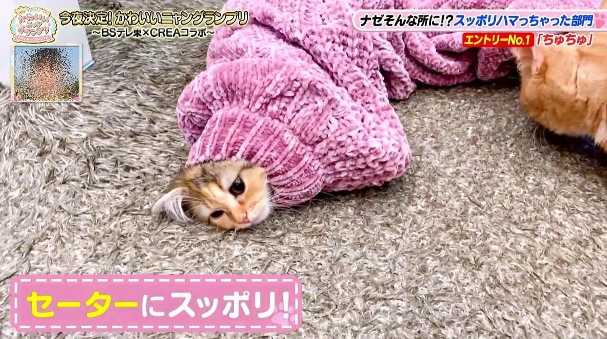 かわいい猫ちゃん集合！鉢にスッポリ、逆さに穴にハマる、お手本のような寝落ち…貴重な瞬間大放出