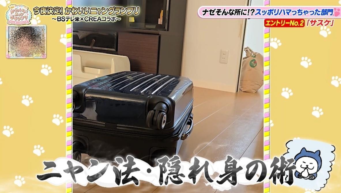 かわいい猫ちゃん集合！鉢にスッポリ、逆さに穴にハマる、お手本のような寝落ち…貴重な瞬間大放出