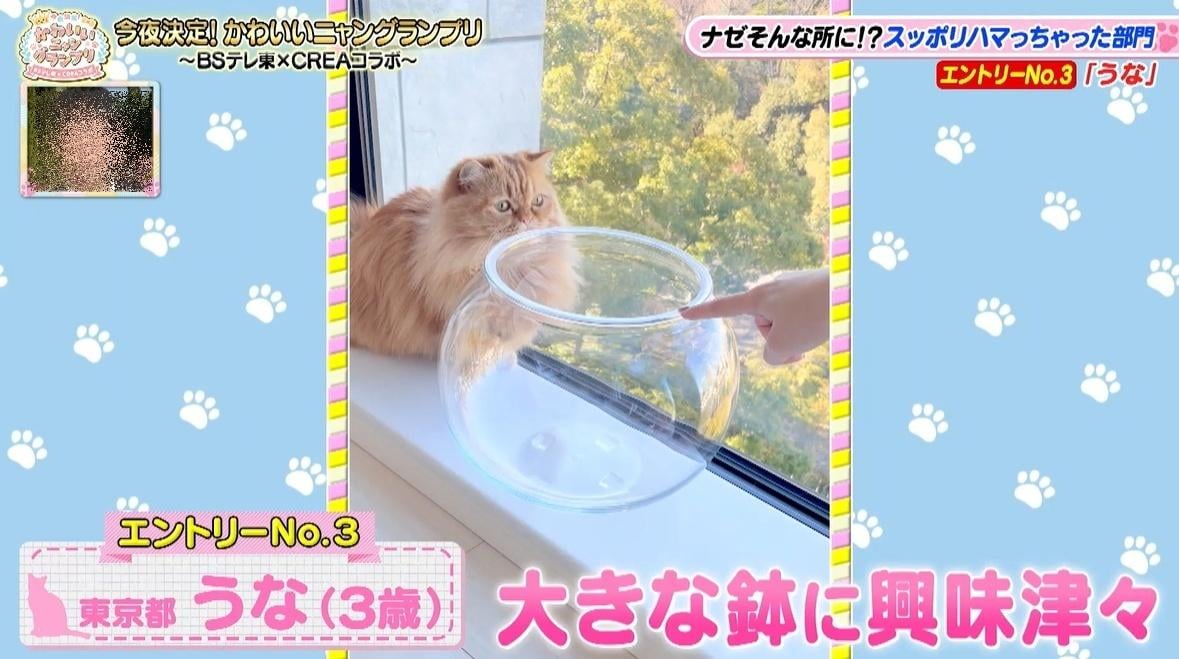 かわいい猫ちゃん集合！鉢にスッポリ、逆さに穴にハマる、お手本のような寝落ち…貴重な瞬間大放出