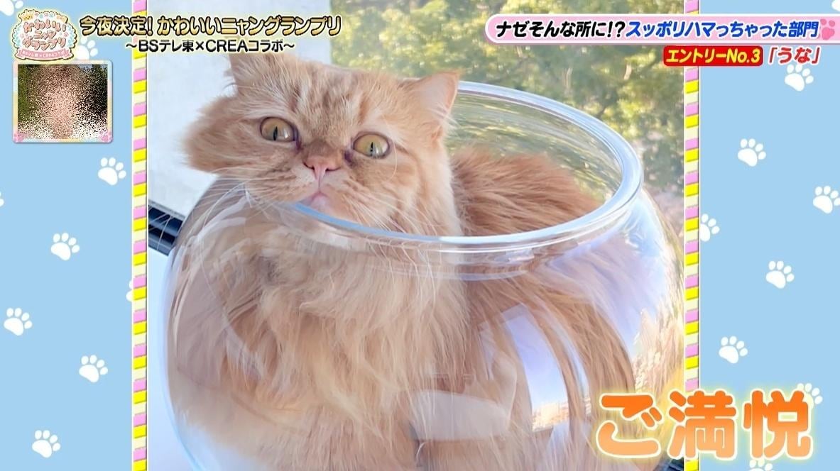 かわいい猫ちゃん集合！鉢にスッポリ、逆さに穴にハマる、お手本のような寝落ち…貴重な瞬間大放出