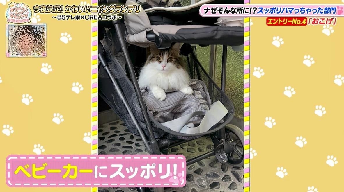 かわいい猫ちゃん集合！鉢にスッポリ、逆さに穴にハマる、お手本のような寝落ち…貴重な瞬間大放出