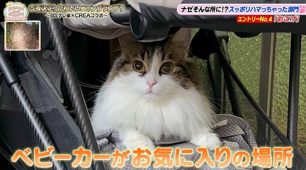 かわいい猫ちゃん集合！鉢にスッポリ、逆さに穴にハマる、お手本のような寝落ち…貴重な瞬間大放出