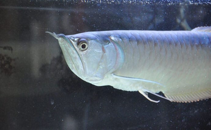 水槽内で魚同士のケンカが勃発! ストレスを減らしてあげれば心穏やかに生活してくれる?