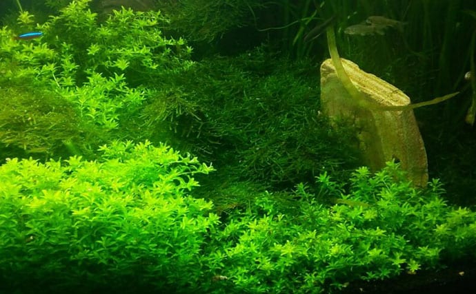 水槽内で魚同士のケンカが勃発! ストレスを減らしてあげれば心穏やかに生活してくれる?
