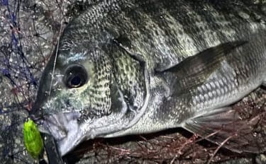 大阪南港のメバリングで35cmチヌ顔見せ 謎のラインブレイクの正体はタチウオ?