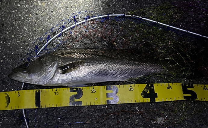 メバリングタックルを積極的に流用しよう　大型のシーバスとクロダイにも対応可能