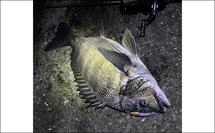 メバリングタックルを積極的に流用しよう　大型のシーバスとクロダイにも対応可能