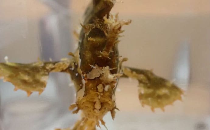 捨てられたペットボトルは【魚の死のゆりかご】 海洋ゴミによる見逃しがちな悪影響とは?