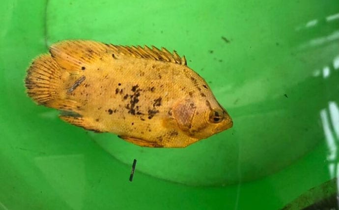 捨てられたペットボトルは【魚の死のゆりかご】 海洋ゴミによる見逃しがちな悪影響とは?