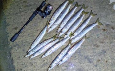 「炙りが大好評！」ショアジギングでカマス連打【和歌山】ブレードジグに好反応