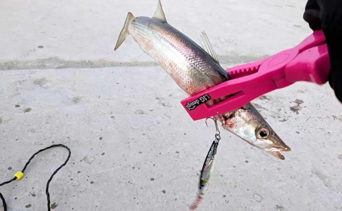 「炙りが大好評！」ショアジギングでカマス連打【和歌山】ブレードジグに好反応