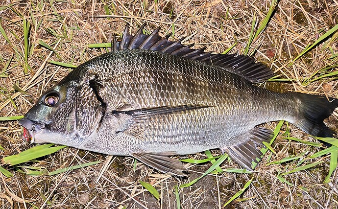 「スモールルアーの可能性は無限大！」小型ルアーでセイゴやフッコの数釣りを楽しもう