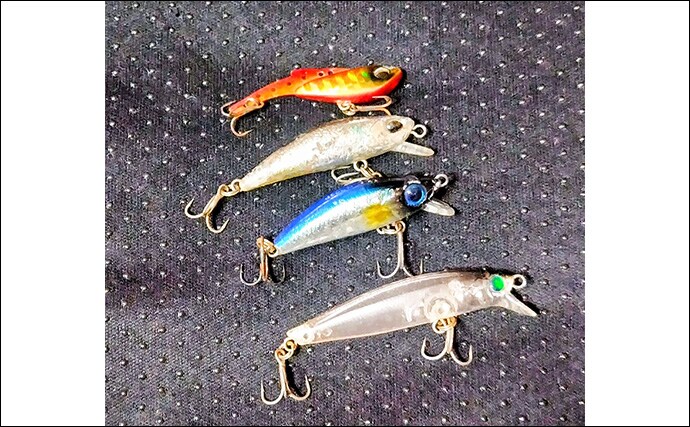 「スモールルアーの可能性は無限大！」小型ルアーでセイゴやフッコの数釣りを楽しもう