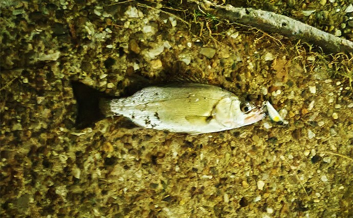 「スモールルアーの可能性は無限大！」小型ルアーでセイゴやフッコの数釣りを楽しもう