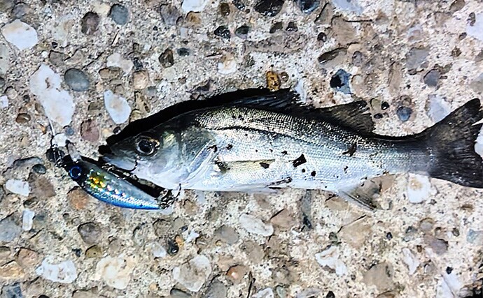 「スモールルアーの可能性は無限大！」小型ルアーでセイゴやフッコの数釣りを楽しもう