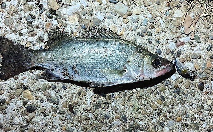 「スモールルアーの可能性は無限大！」小型ルアーでセイゴやフッコの数釣りを楽しもう