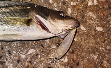 「スモールルアーの可能性は無限大!」小型ルアーでセイゴやフッコの数釣りを楽しもう