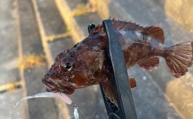 初心者がルアーでも釣りやすい魚ランキングTOP5　海のルアーフィッシングに入門しよう！