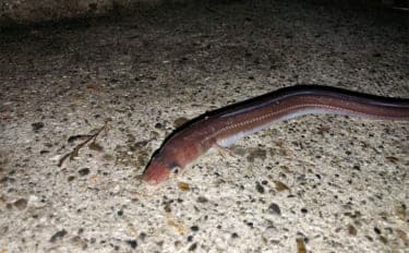 冬の堤防でアナゴが連発! 夜のぶっ込み釣りで時合いを狙い撃ち