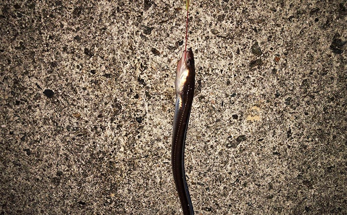 冬の堤防でアナゴが連発！　夜のぶっ込み釣りで時合いを狙い撃ち