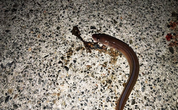 冬の堤防でアナゴが連発！　夜のぶっ込み釣りで時合いを狙い撃ち