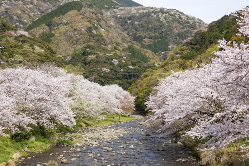 静岡・伊豆3町の高級食材を存分に使った贅沢レトルト「伊豆の極めし」先行発売開始