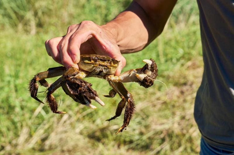 静岡・伊豆3町の高級食材を存分に使った贅沢レトルト「伊豆の極めし」先行発売開始