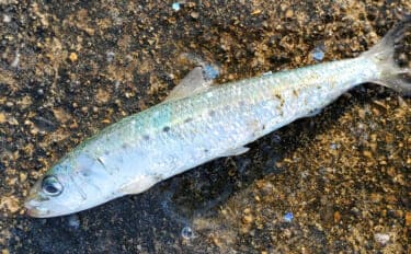 マイワシが大量に漂着した海岸で55cmシーバスをキャッチ【新潟】ストラクチャー狙いが的中